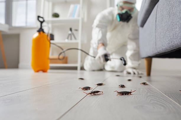 Trusted Rodent Control service in Jasmine Estates, FL - Nex Pest Control